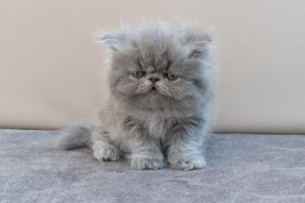 gatos persa tijuana